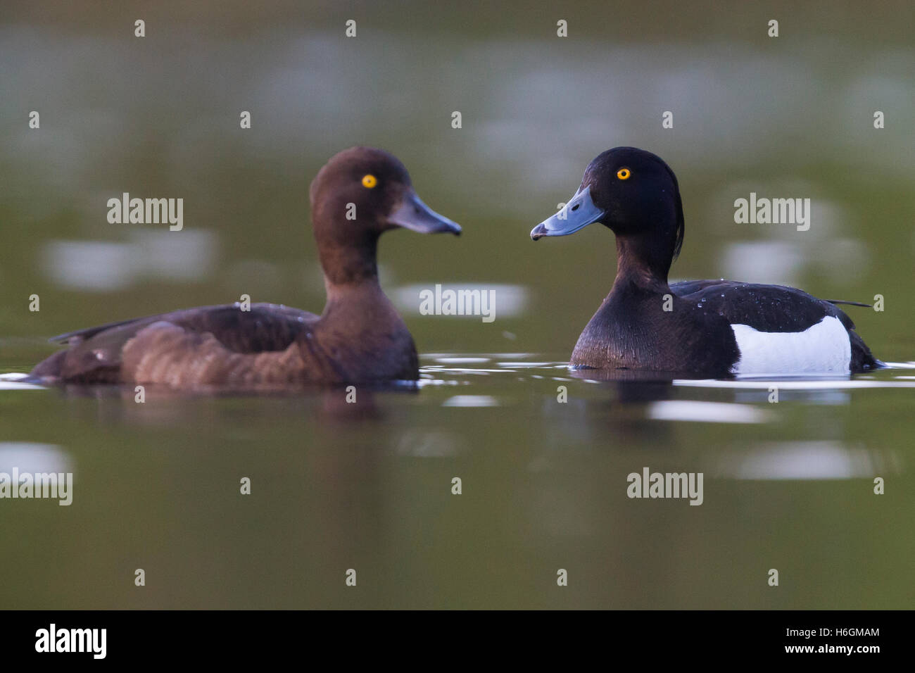 Reiherenten (Aythya Fuligula), Männchen Schwimmen im Wasser mit goldenen Reflexen Stockfoto