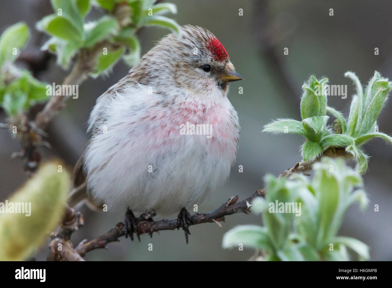 Arktis Redpoll (Acanthis Hornemanni), thront Erwachsenen auf einem Ast Stockfoto