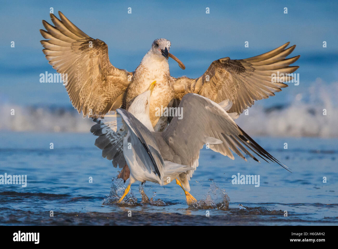 Gelb-legged Möve (Larus Michahellis), kämpfen für Essen Stockfoto