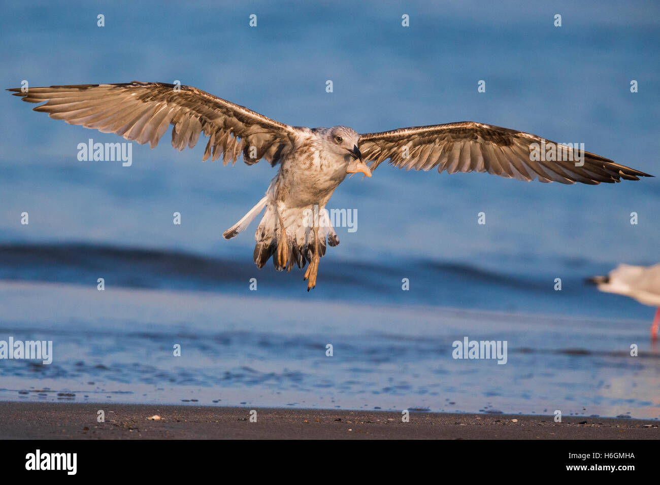 Gelb-legged Möve (Larus Michahellis), Landung am Ufer Stockfoto