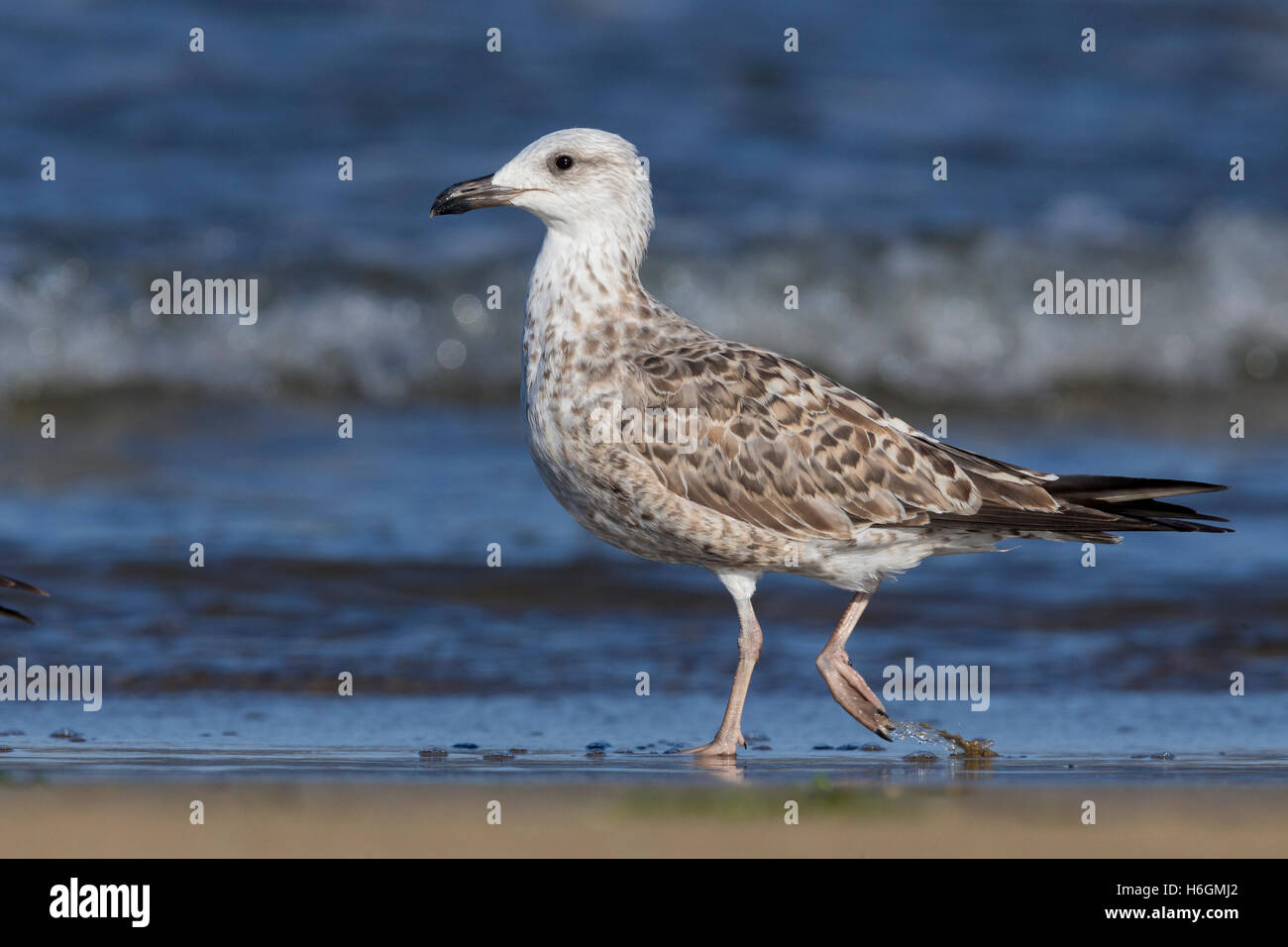 Gelb-legged Möve (Larus Michahellis), juvenile zu Fuß am Ufer Stockfoto
