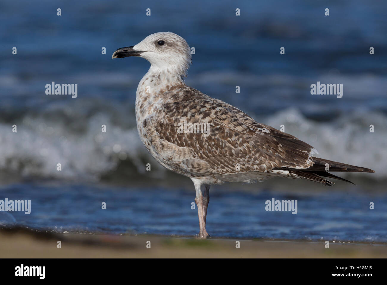 Gelb-legged Möve (Larus Michahellis), am Ufer stehen Stockfoto