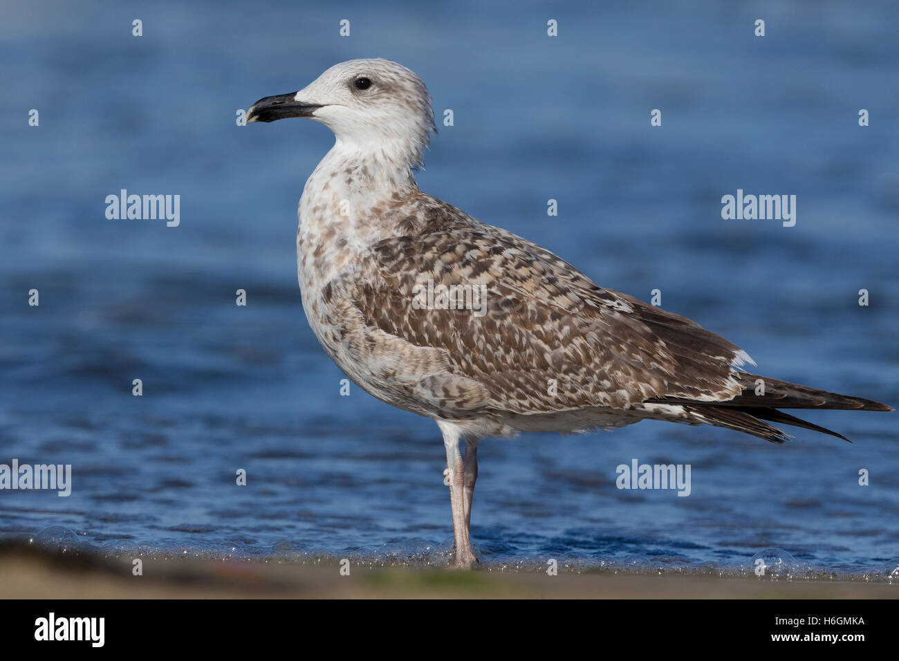 Gelb-legged Möve (Larus Michahellis), am Ufer stehen Stockfoto