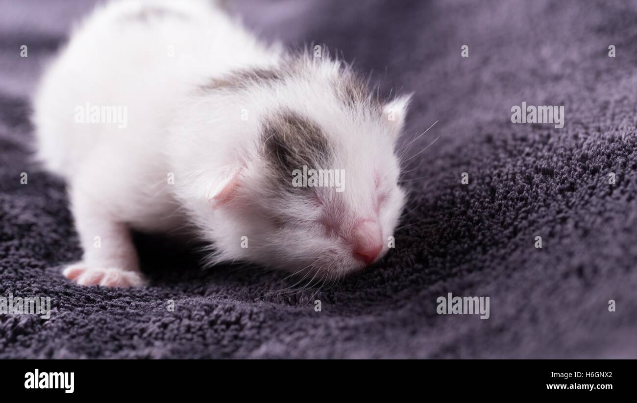 Horizontale Foto weißen Tabby Katze. Eines Tages alte frisch geborenen Kätzchen. Tomcat ruht und schläft auf dunklen braunen Decke mit schönen so Stockfoto