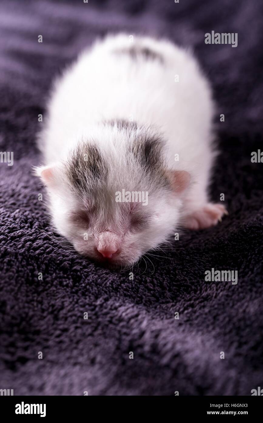 Vertikale Foto weißen Tabby Katze. Eines Tages alte frisch geborenen Kätzchen. Tomcat ruht und schläft auf dunklen braunen Decke mit schönen weichen Stockfoto