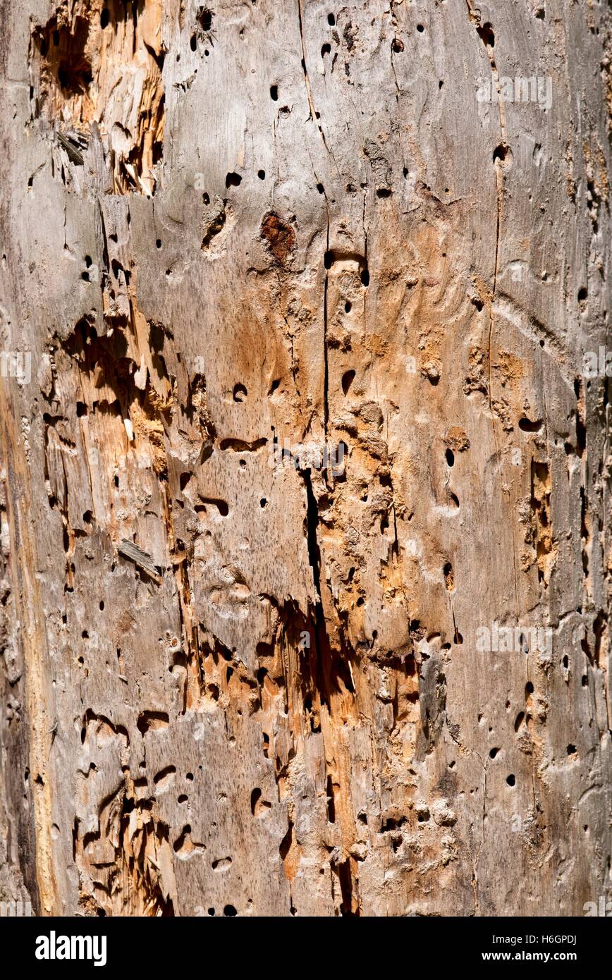 Vertikale Foto mit Holz Textur. Die Oberfläche der alten Baum. Textur des Rumpfes durch Holzwurm beschädigt. Holzwurm Löcher und Pfade. Leichte b Stockfoto