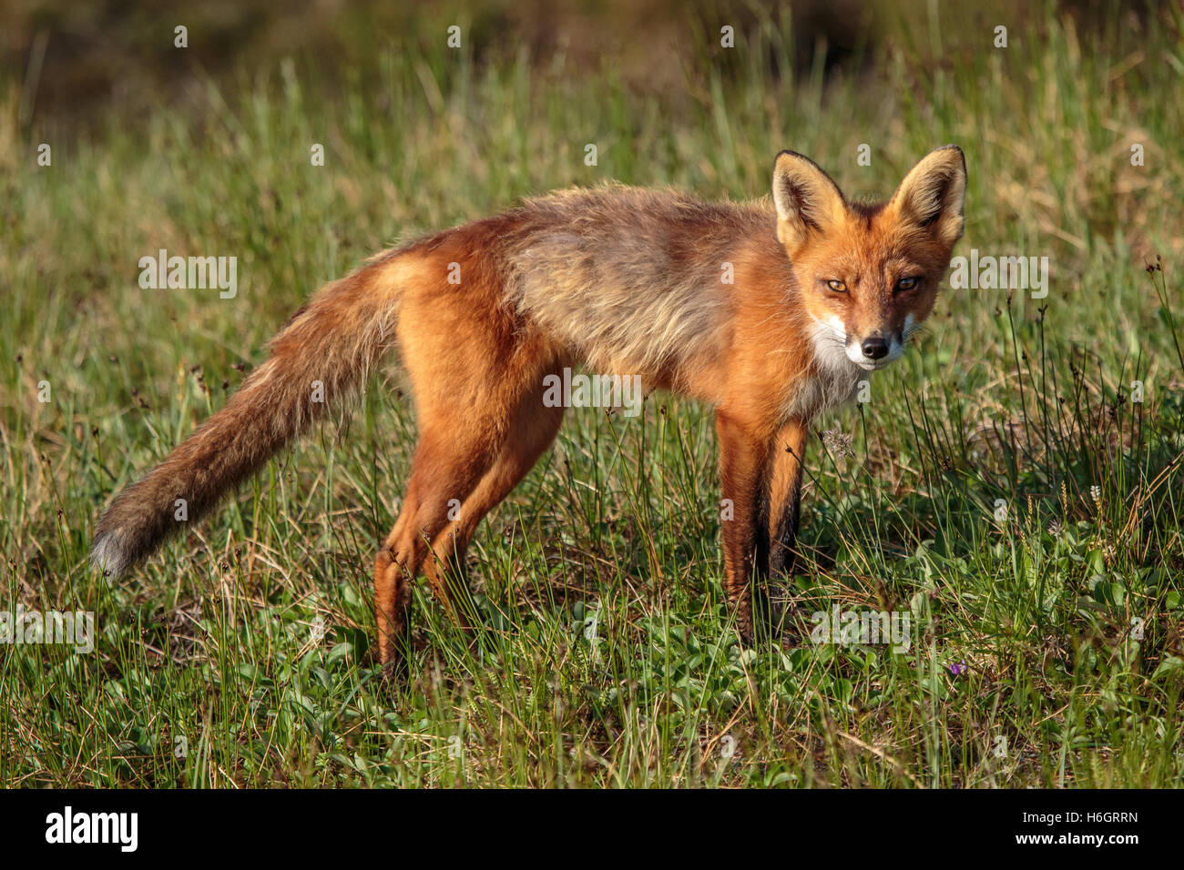 Kamtschatka Vulkane Reise, August 2016 Stockfoto