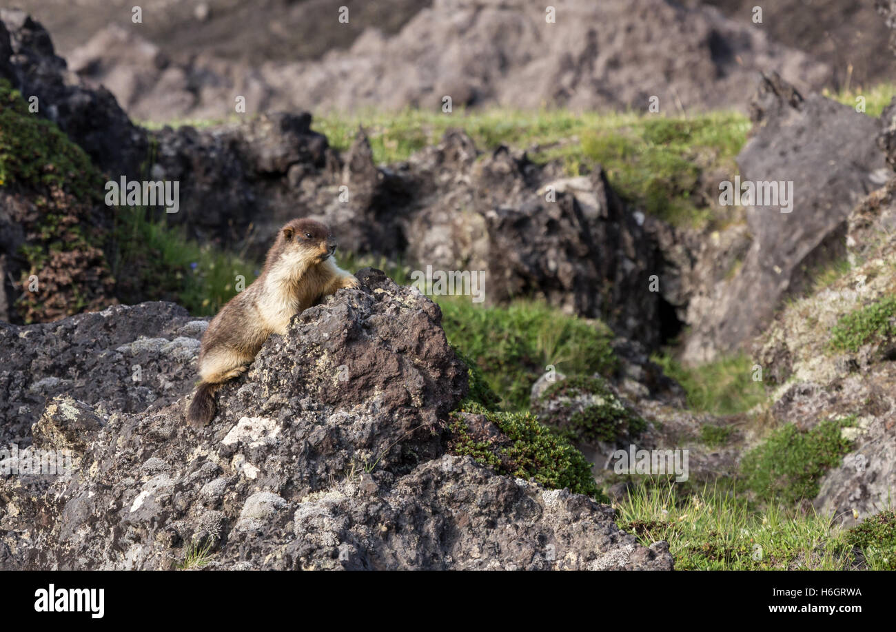 Schwarz-capped Murmeltier in Kamtschatka Halbinsel Nationalpark Stockfoto