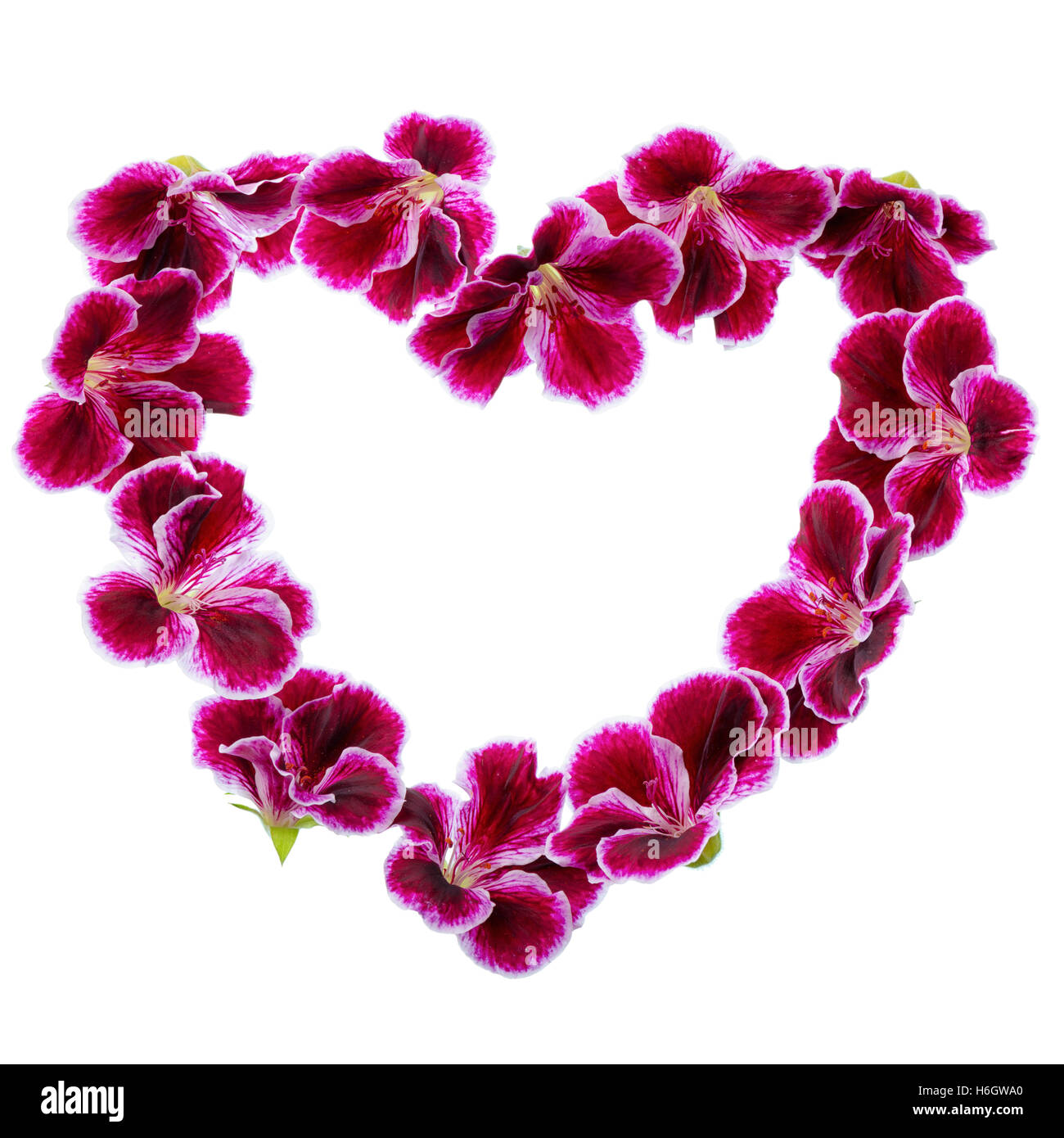 Bouquet von Valentines geformte Herzdesign bunte Royal Pelargonium Blumen ist isoliert auf weißem Hintergrund, Nahaufnahme Stockfoto