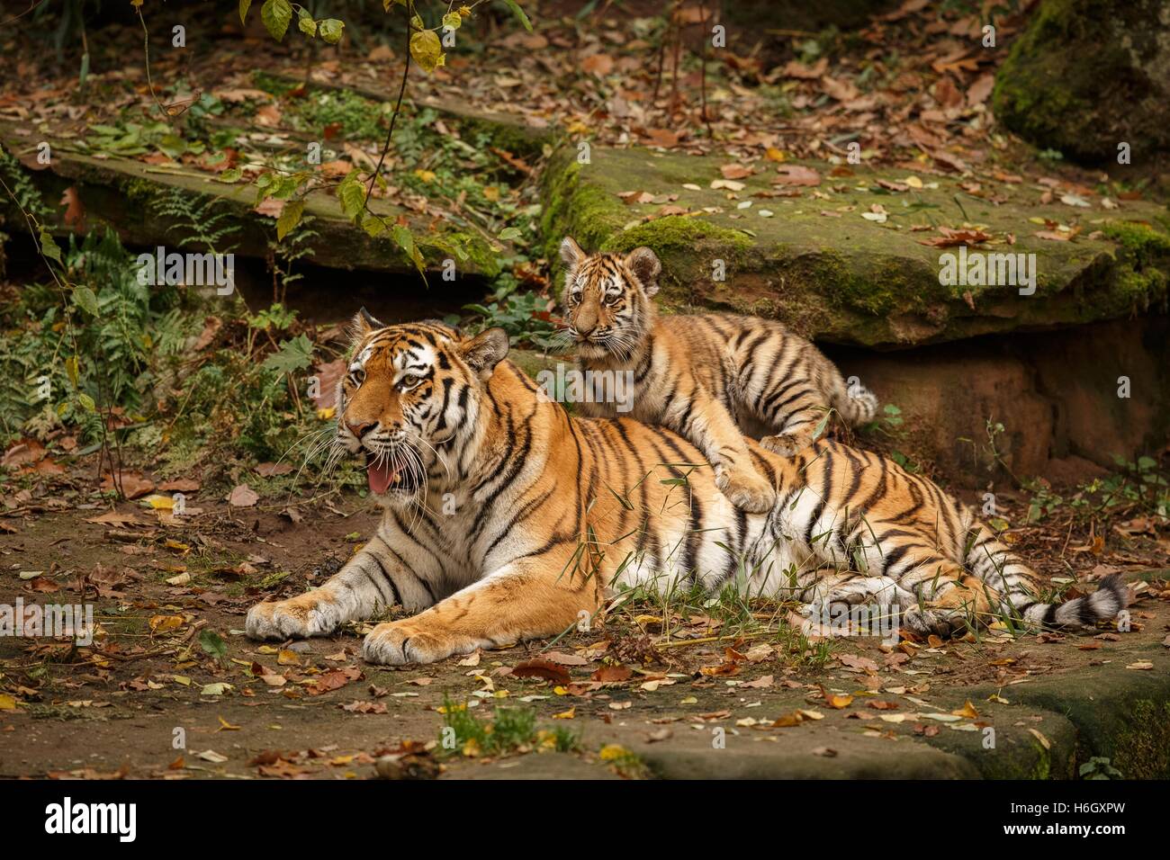 Hintergrundbild der Tigerfamilie