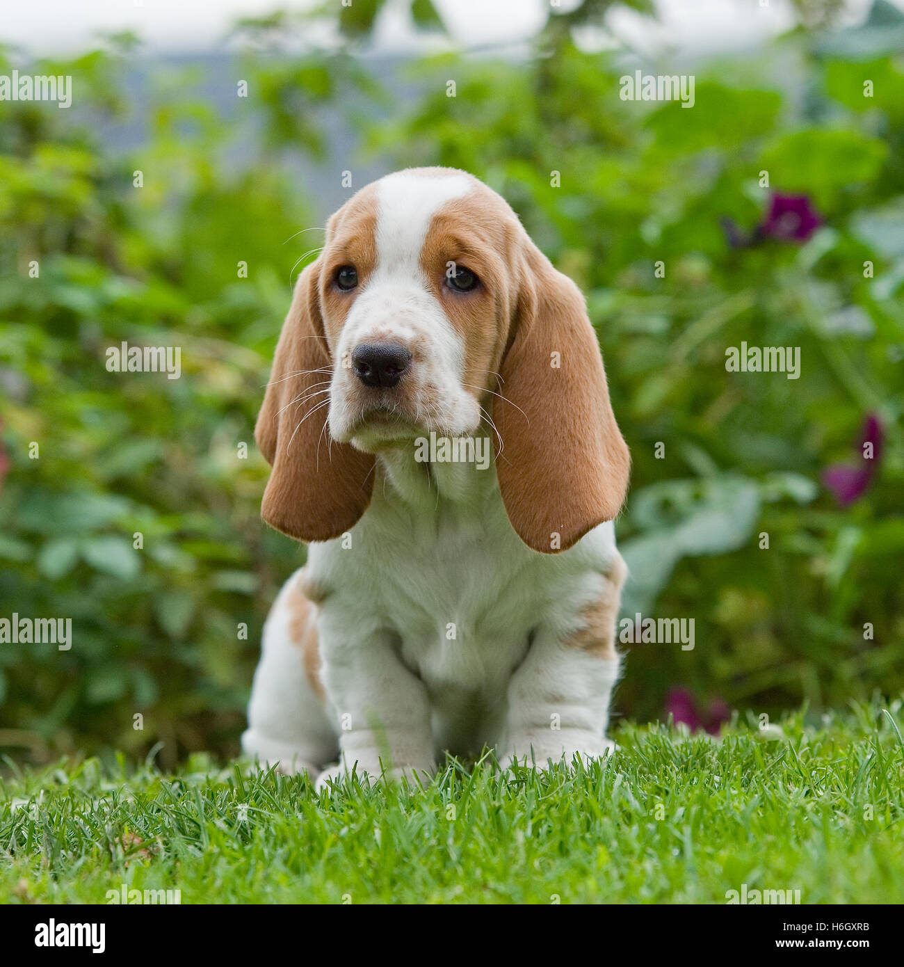 Basset Hound Welpen Stockfoto