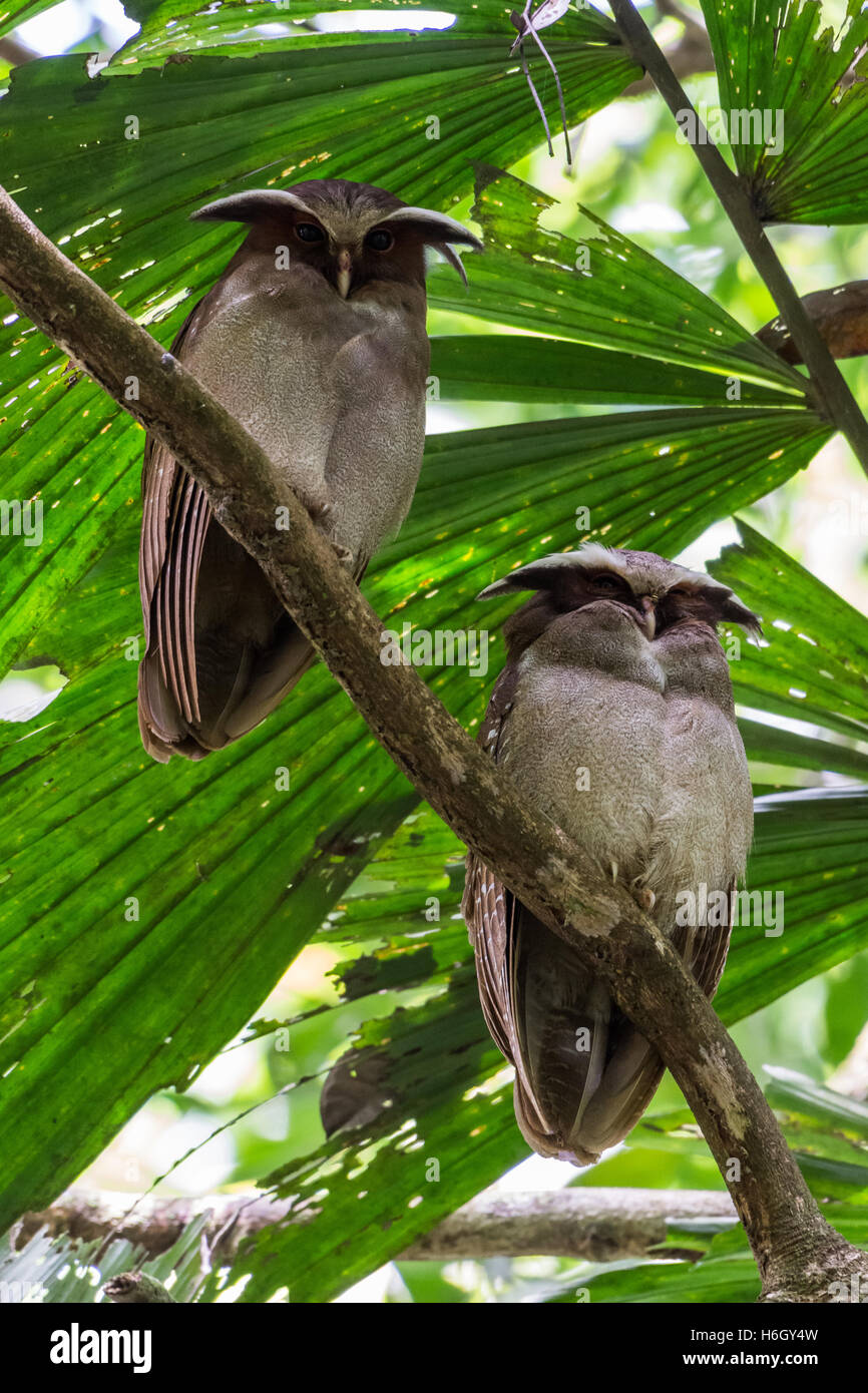 Ein paar Crested Eulen (Lophostrix Cristata) thront auf einem Ast im Amazonas-Regenwald. Yasuni-Nationalpark in Ecuador. Stockfoto
