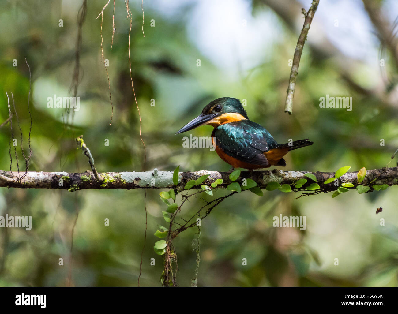 Ein grün und rufous Eisvogel (Chloroceryle Inda) thront auf einem Ast in den Amazonas-Regenwald. Yasuni-Nationalpark in Ecuador. Stockfoto