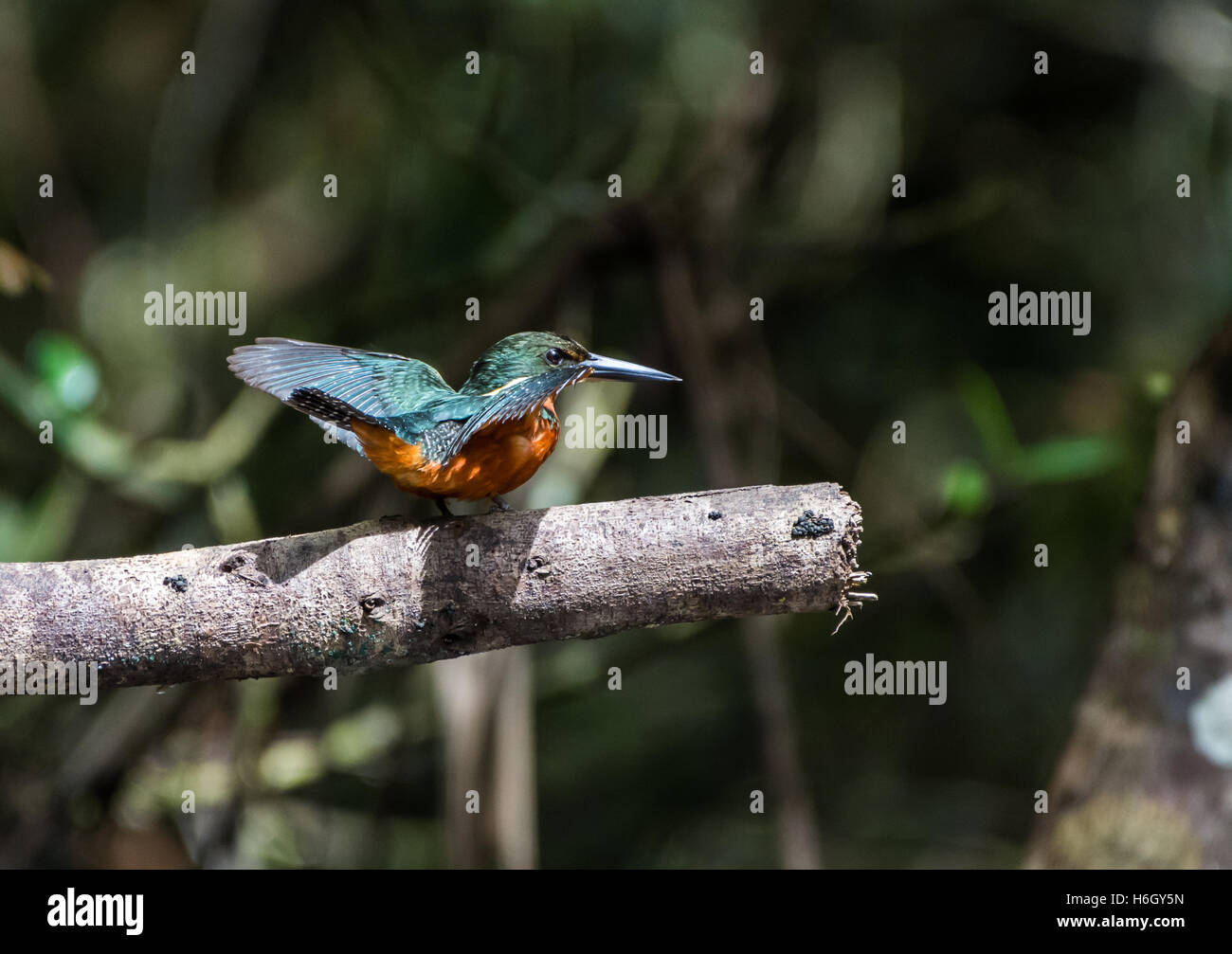 Ein grün und rufous Eisvogel (Chloroceryle Inda) öffnen ihre Flügel in der Sonne. Yasuni-Nationalpark in Ecuador, Südamerika. Stockfoto