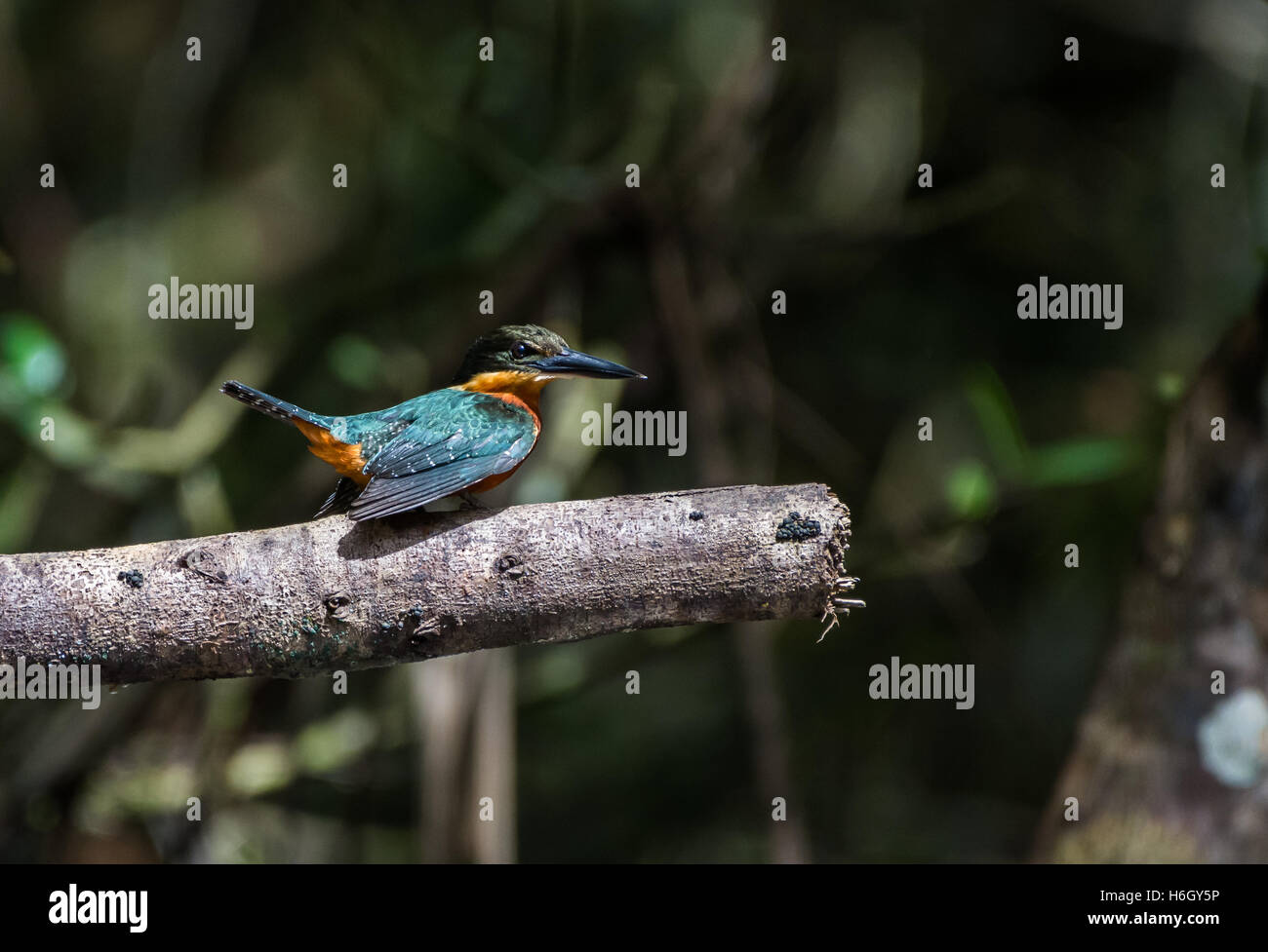 Ein grün und rufous Eisvogel (Chloroceryle Inda) thront auf einem Baum im Amazonas-Regenwald. Yasuni-Nationalpark in Ecuador. Stockfoto