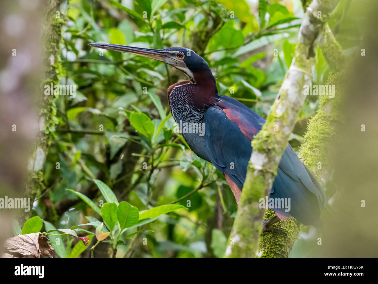 Ein Agami Heron (Agamia Agami) mit bunten Gefieder in der Amazonen. Yasuni-Nationalpark in Ecuador, Südamerika. Stockfoto