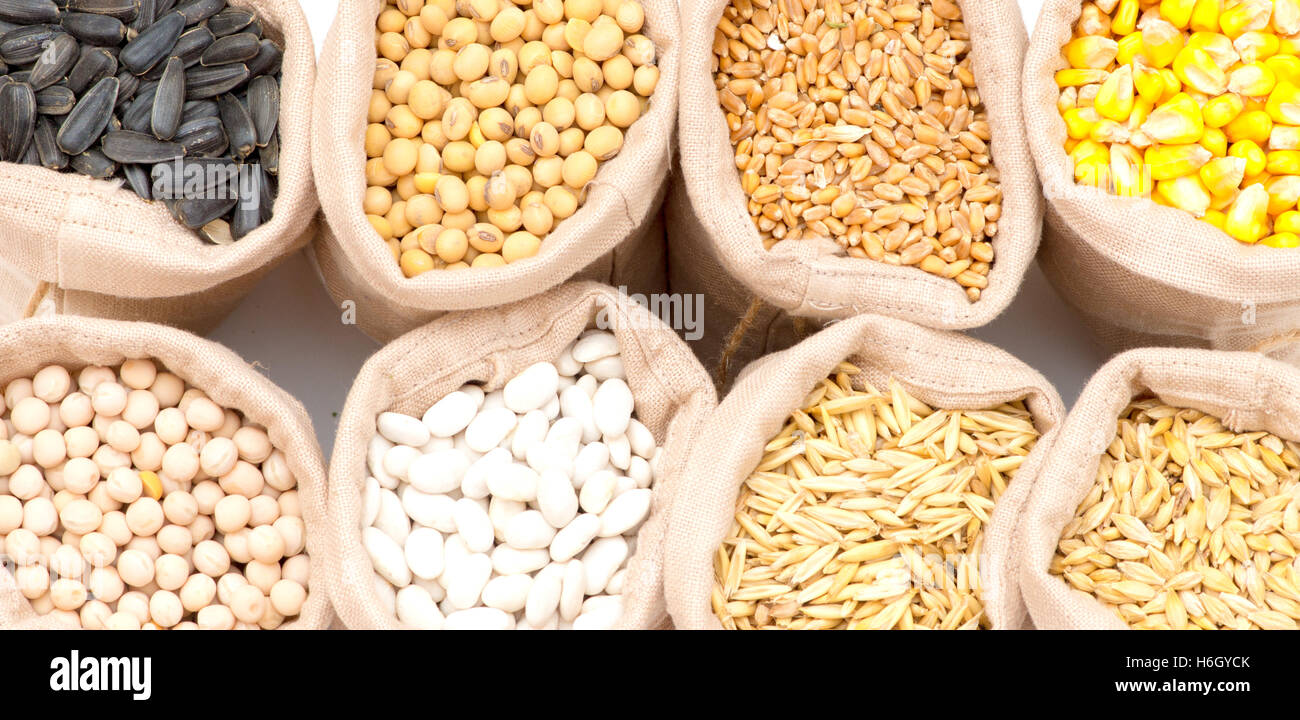 Beutel mit Getreide (Hafer, Gerste, Weizen, Mais, Bohnen, Erbsen, Soja, Sonnenblume) Stockfoto