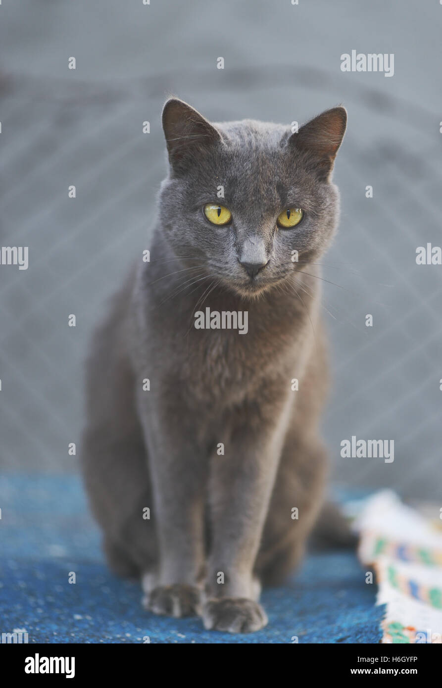 Die süße graue Katze Stockfotografie Alamy