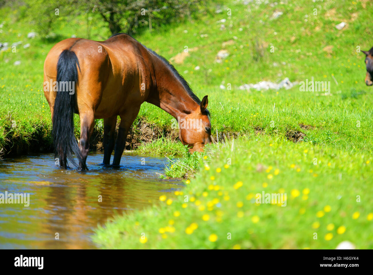 Pferd aus Teich trinken Stockfoto