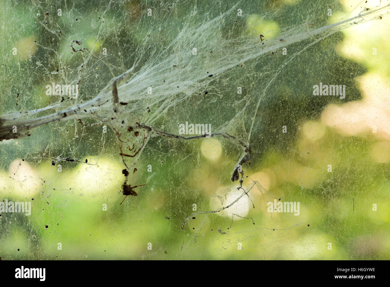 Überreste von Fliegen Flügel Insekten Beute durch ein gemeinsames Haus verbraucht Spinne zu halten und in seiner Seide Web verworfen Stockfoto