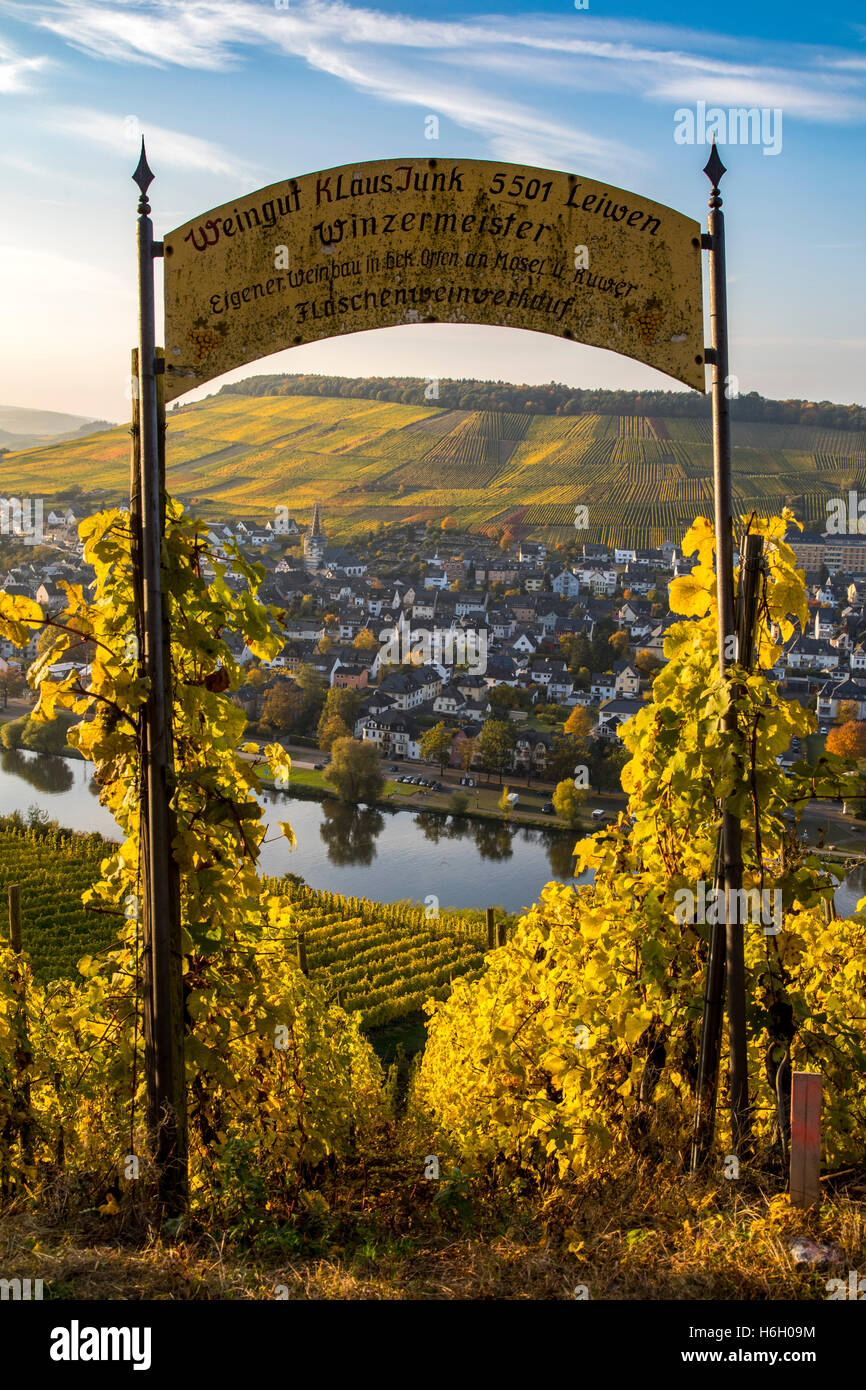 Weinberge oberhalb der Mosel, Moseltal, in der Nähe der Stadt Bernkastel-Kues, Deutschland, Weinlese, Stockfoto
