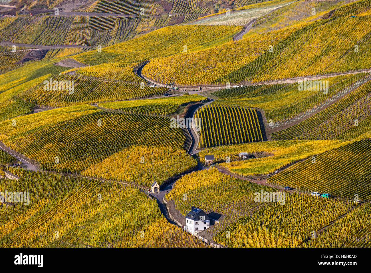 Weinberge oberhalb der Mosel, Moseltal, in der Nähe der Stadt Bernkastel-Kues, Deutschland, Weinlese, Stockfoto