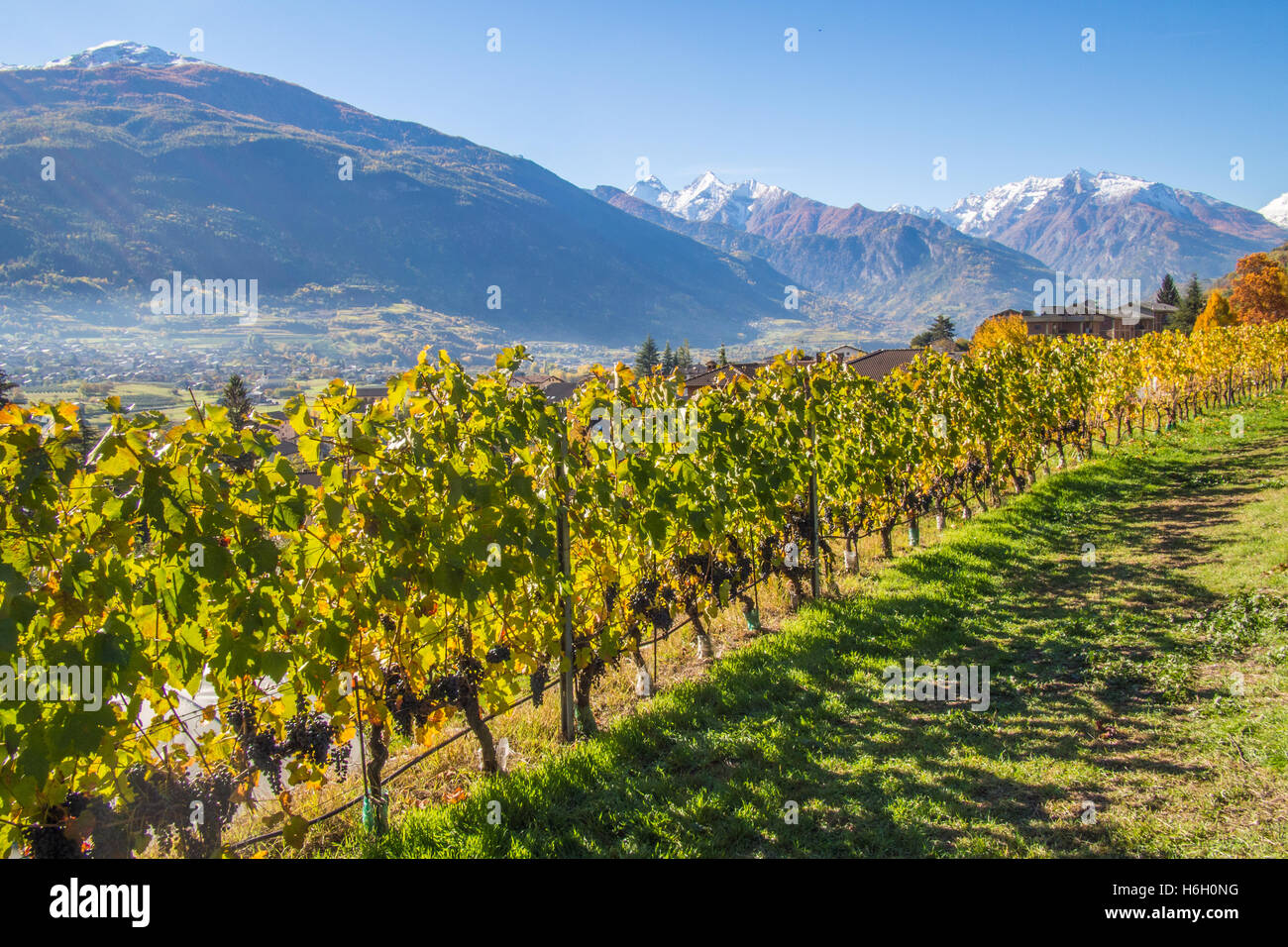 Weinberg im Herbst im Aosta-Tal, nahe der Stadt von Aosta, Italien. Stockfoto