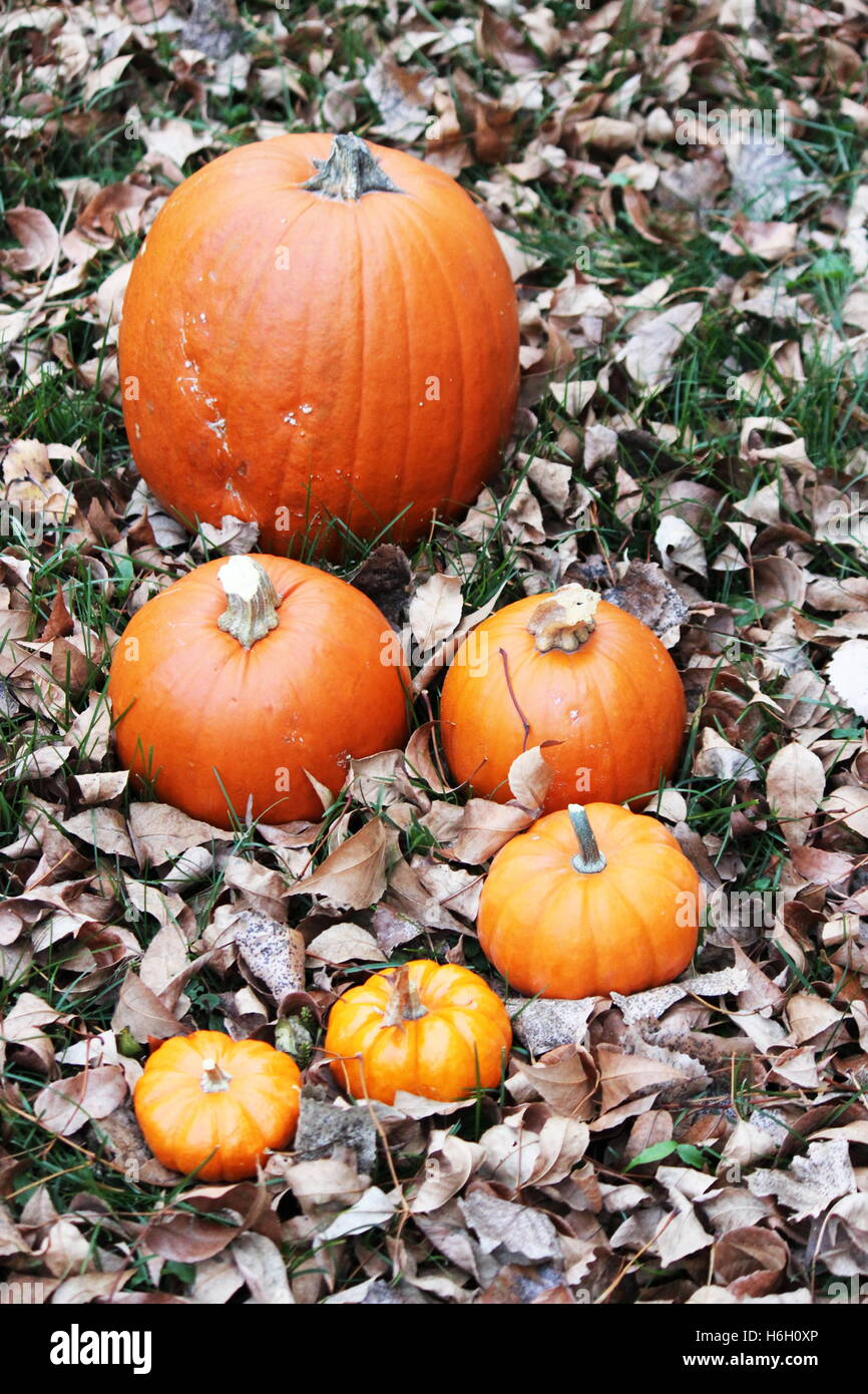 Kürbisse in einer S-Form auf dem Boden mit Herbstlaub bedeckt angeordnet Stockfoto