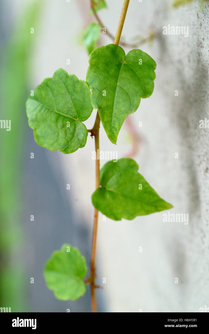 Hedera, allgemein Efeu (Plural ivies) genannt, ist eine Gattung von 12-15  Arten von immergrnen Kletter-oder Boden-kriechenden Gehlzen in der  Familie Araliaceae Stockfotografie - Alamy