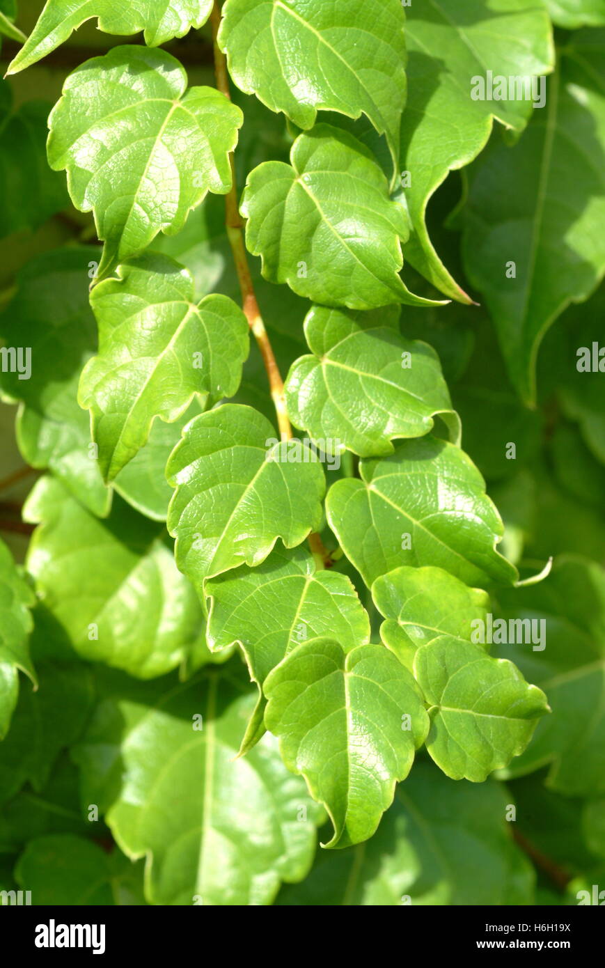 glcksfeder bedeutung Glcksfeder (Zamioculcas)