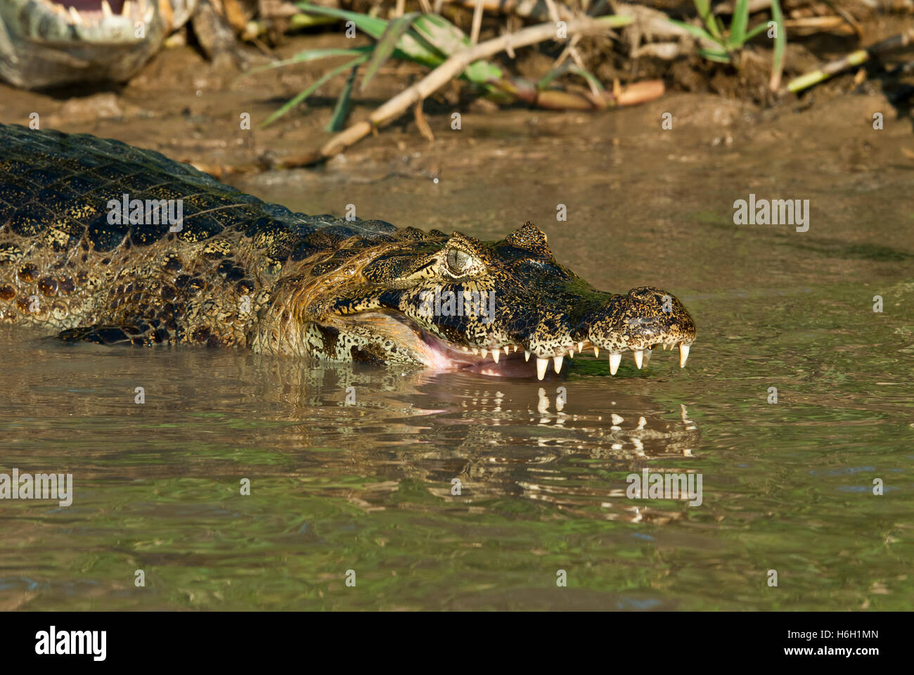 Yacare Kaiman (Caiman Yacare) mit dem Kopf in einem Fluss im Pantanal, Brasilien Stockfoto