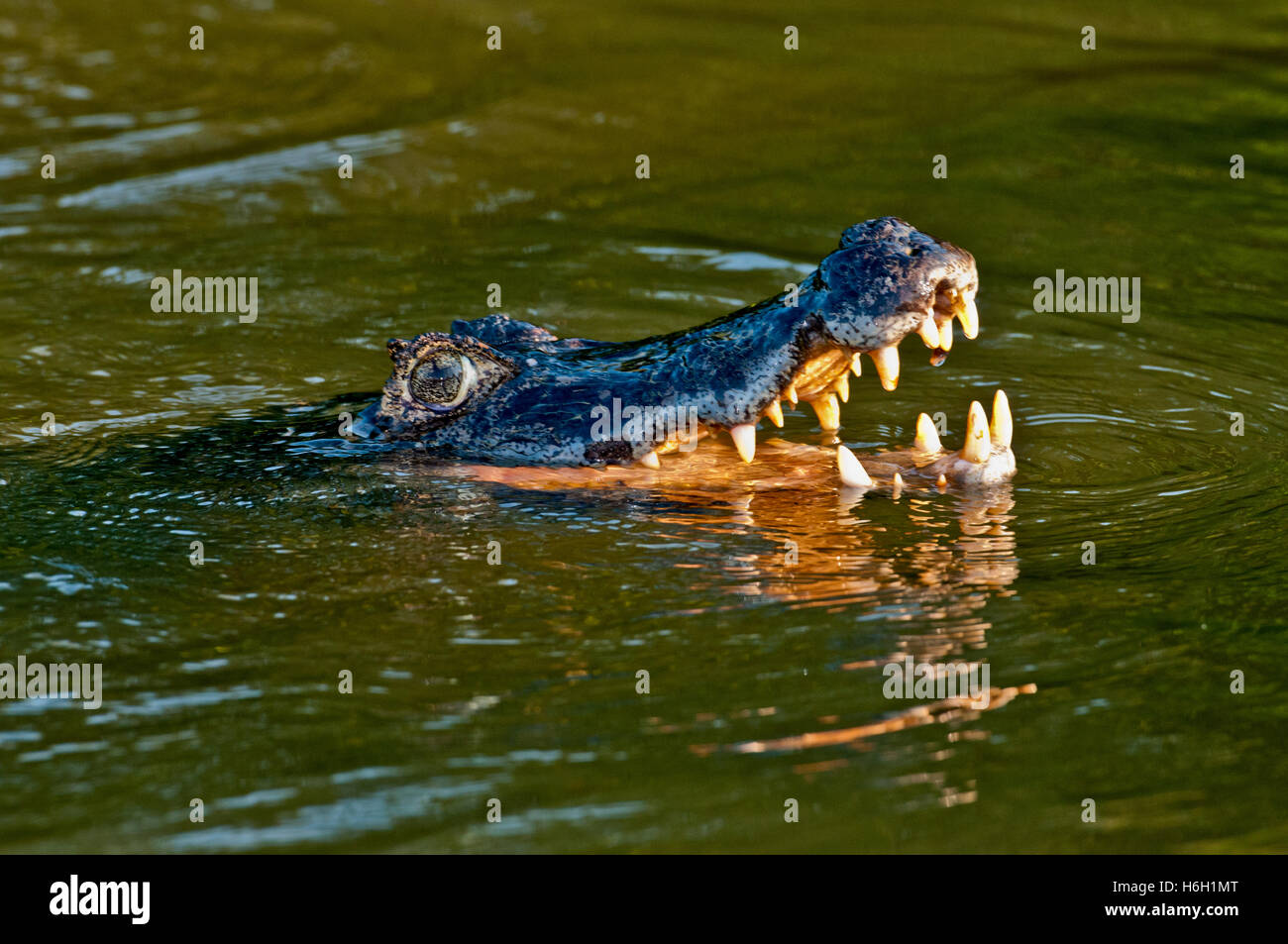 Yacare Kaimane (Caiman yacare) in einem Fluss im Pantanal, Brasilien Stockfoto