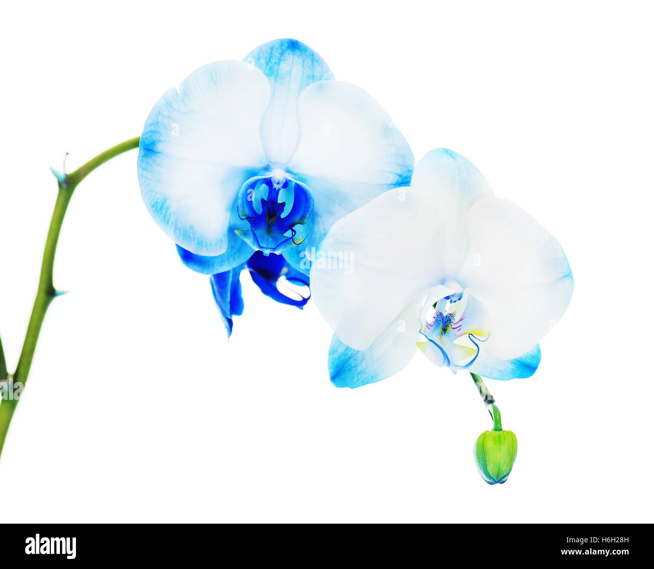 Echte blaue Orchidee Anordnung Herzstück isoliert auf weißem Hintergrund Stockfoto