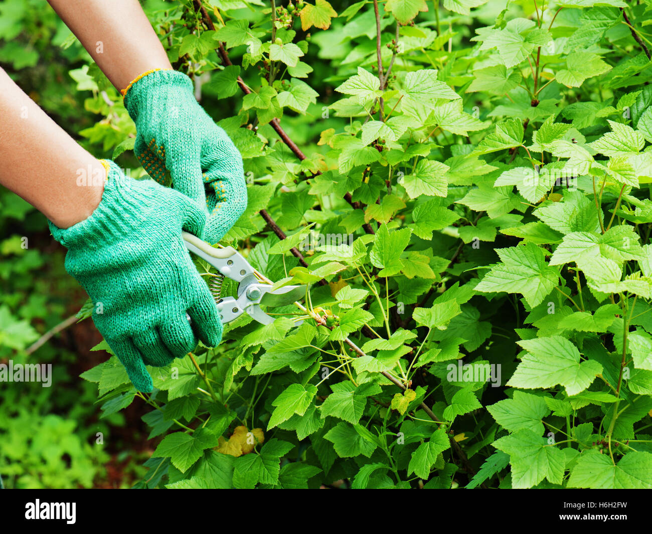 Hände mit Garten Astschere im Garten. Stockfoto