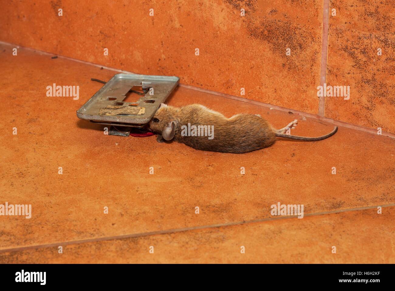 Tote Maus In Fallen Auf Dem Burgersteig Kuche Gefangen Kleine Maus In Einer Mausefalle Tote Maus In Der Falle Stockfotografie Alamy