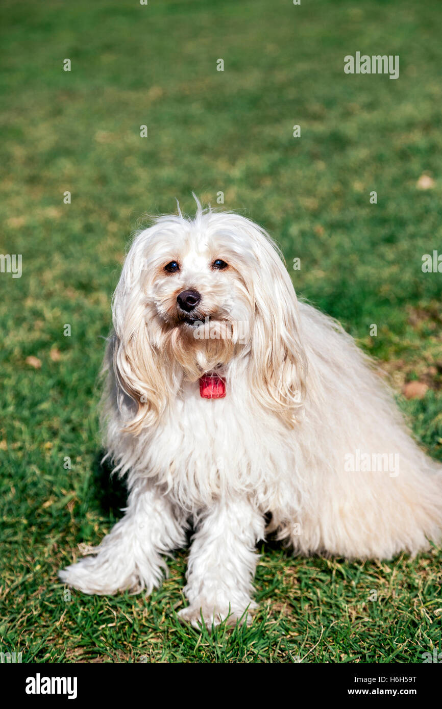 Porträt von einem Toypudel Hund sitzt in einem städtischen Park. Stockfoto