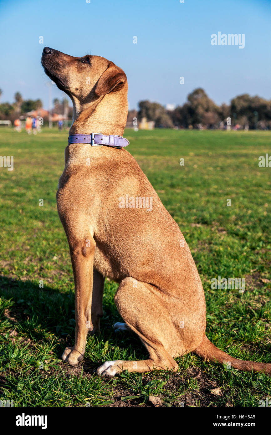 Porträt von einem Mischling Hund sitzt in einem Park. Stockfoto