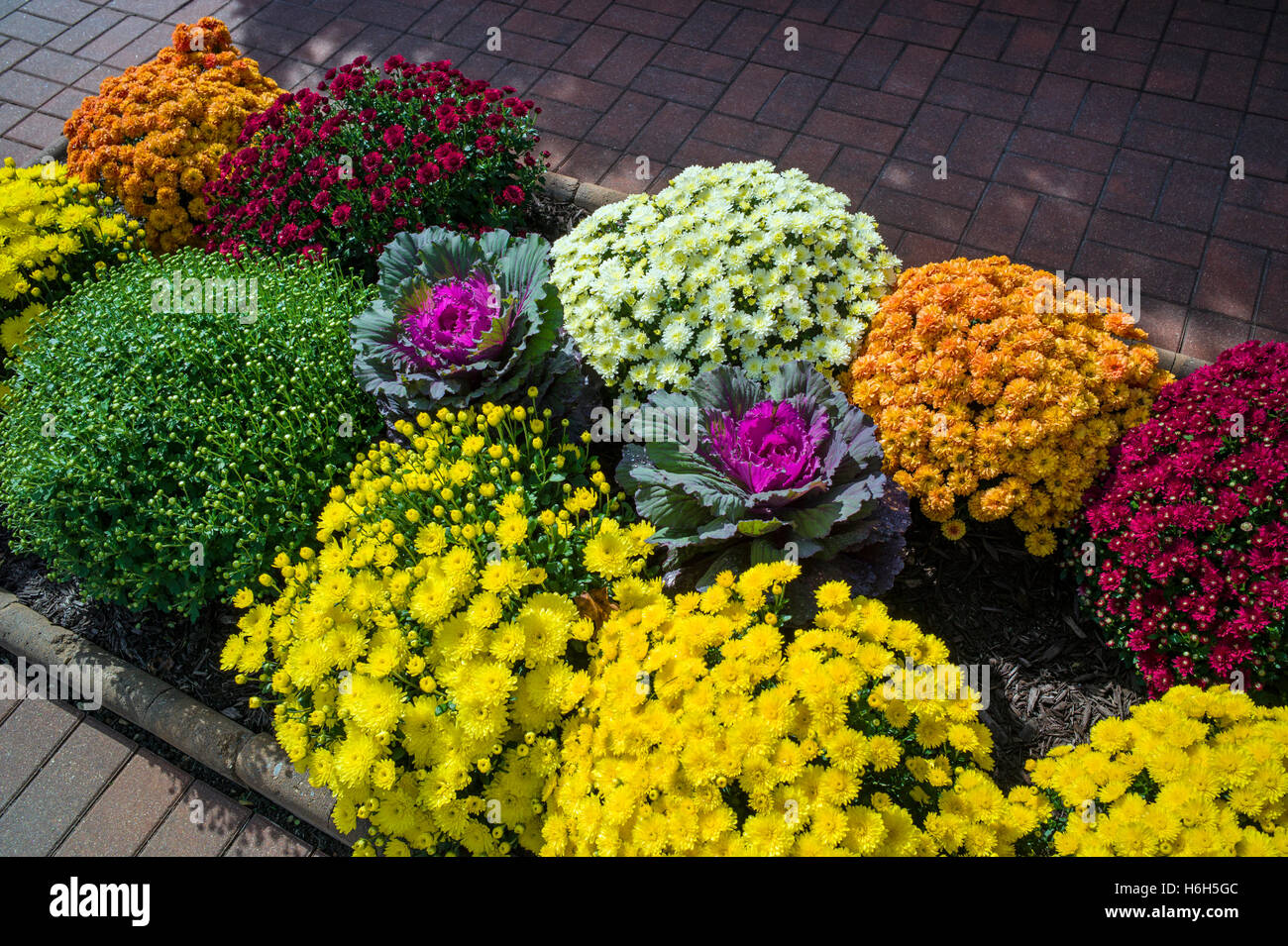 Mütter; Chrysantheme; in Gärten der Omni Bedford Springs Resort & Spa; Bedford; Pennsylvania; USA Stockfoto
