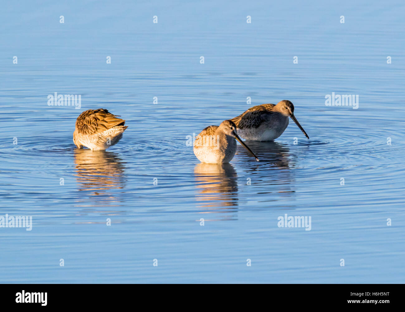 Willets; Tringa Semipalmata; Sandpiper bei Sonnenaufgang, Monte Vista National Wildlife Refuge, Colorado, USA Stockfoto