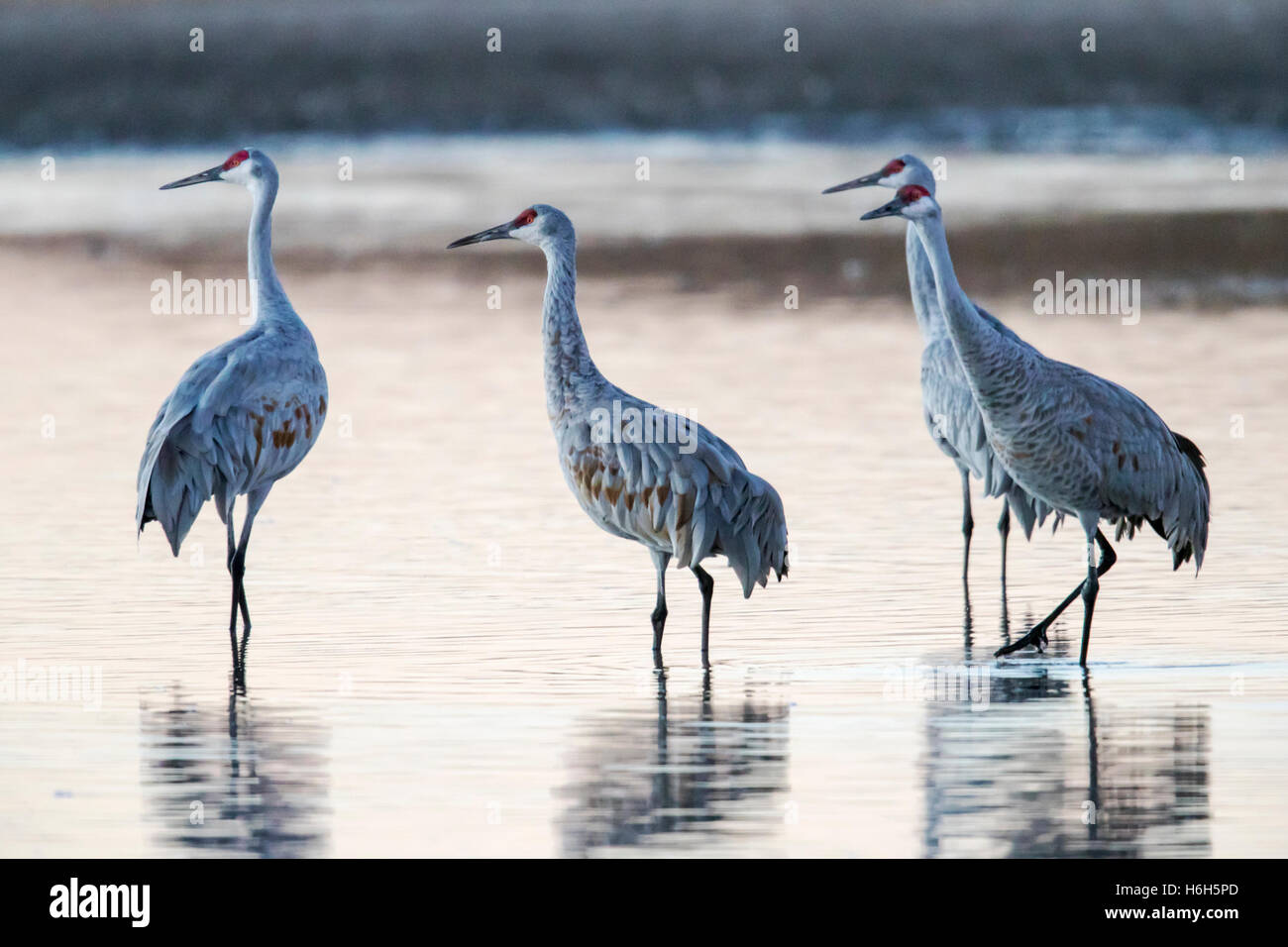 Kraniche bei Sonnenaufgang, Monte Vista National Wildlife Refuge, Colorado, USA Stockfoto