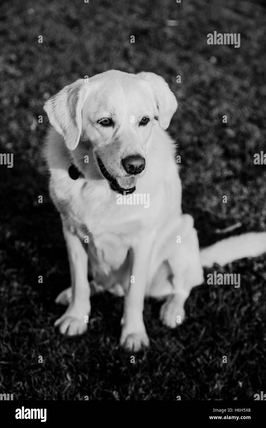 Porträt eines weißen weiblichen gemischt Labrador sitzen auf dem Rasen in einem städtischen Park an einem sonnigen Nachmittag. Stockfoto