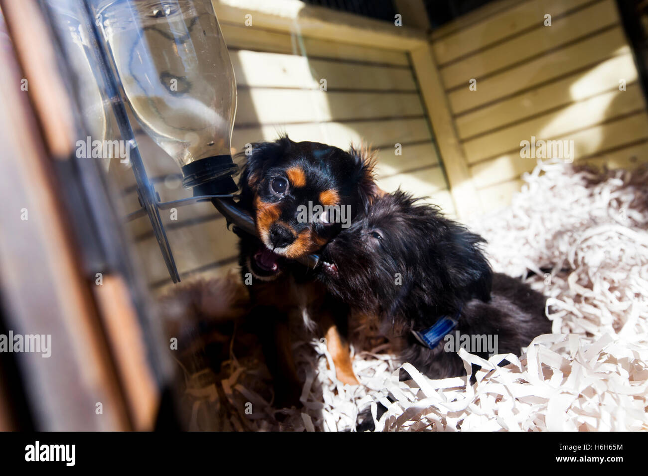 Niedlichen Welpen mit Trinkbrunnen im Schaufenster einer Tierhandlung zu spielen. Stockfoto