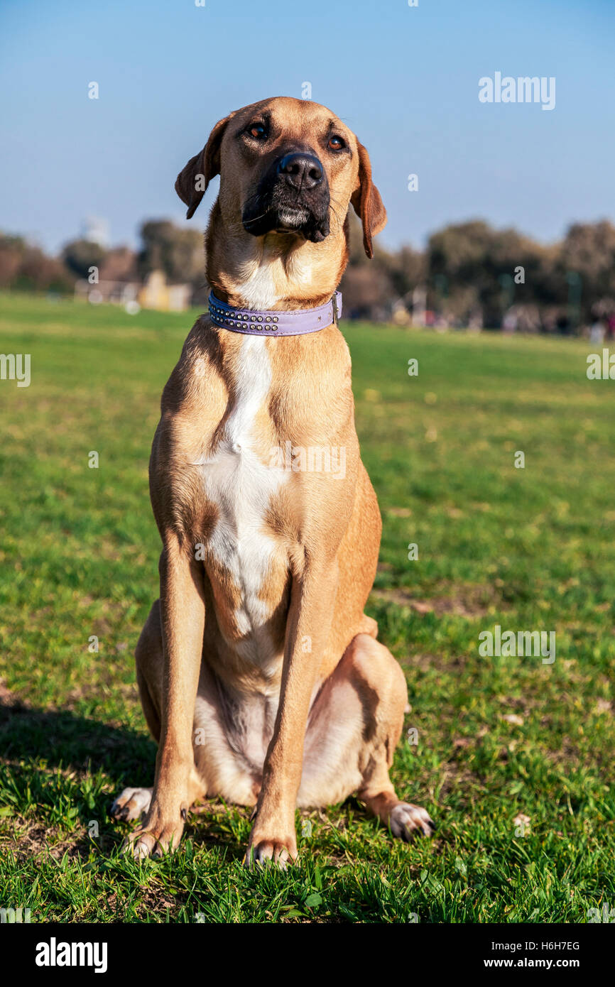 Porträt von einem Mischling Hund sitzt in einem Park. Stockfoto