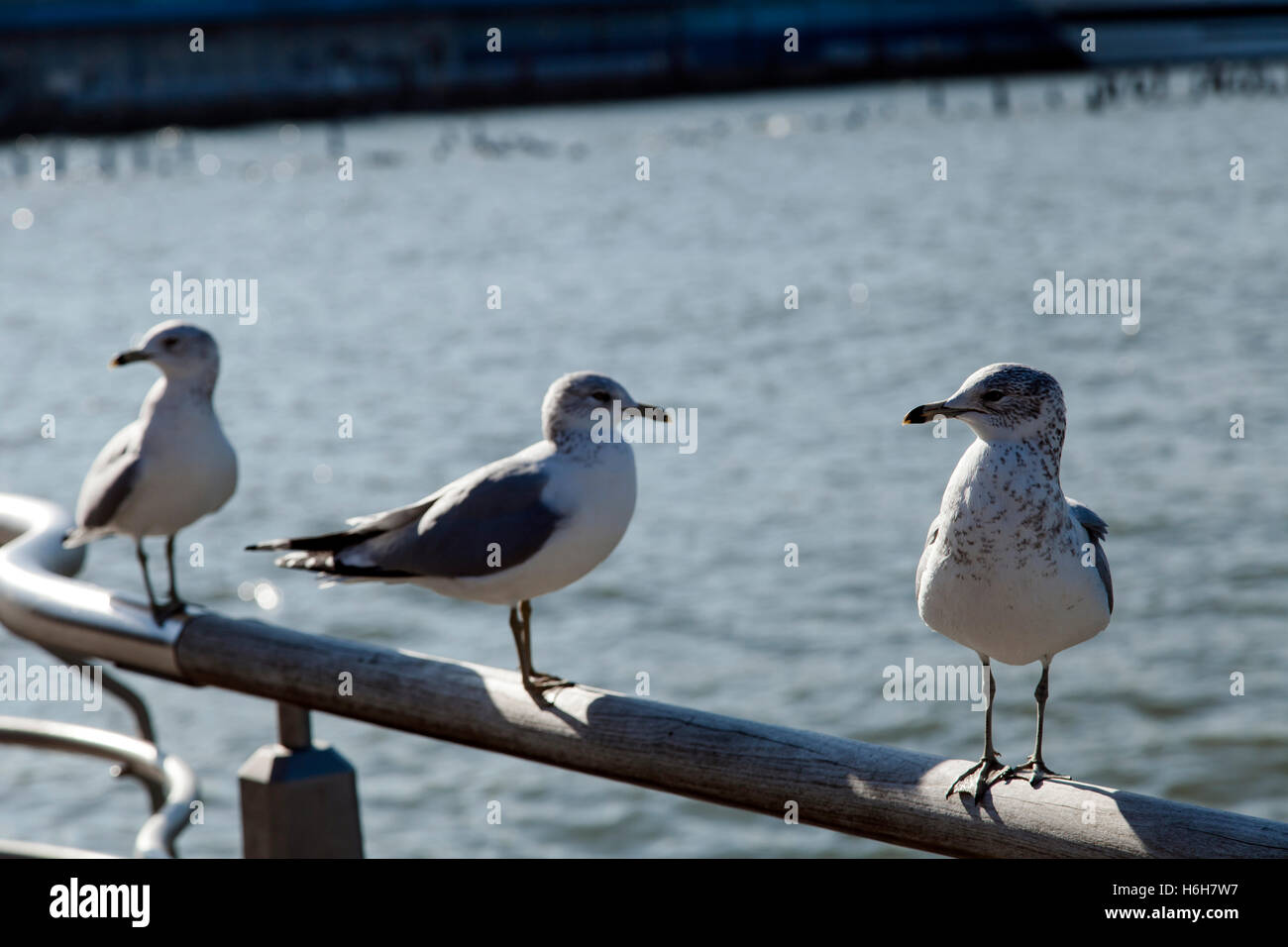 Möwen sitzt auf einem Geländer am Hudson River. Stockfoto