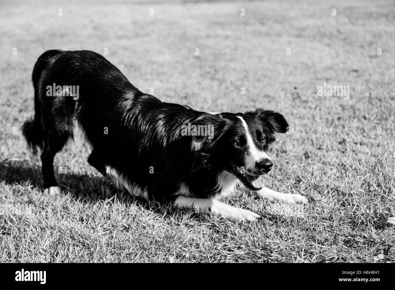 Ein Border-Collie Hund spielen an einem sonnigen Tag im Park. Stockfoto
