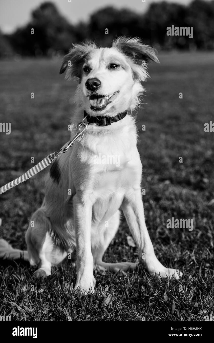 Porträt von einem Mischling Hund sitzt in einem städtischen Park. Stockfoto