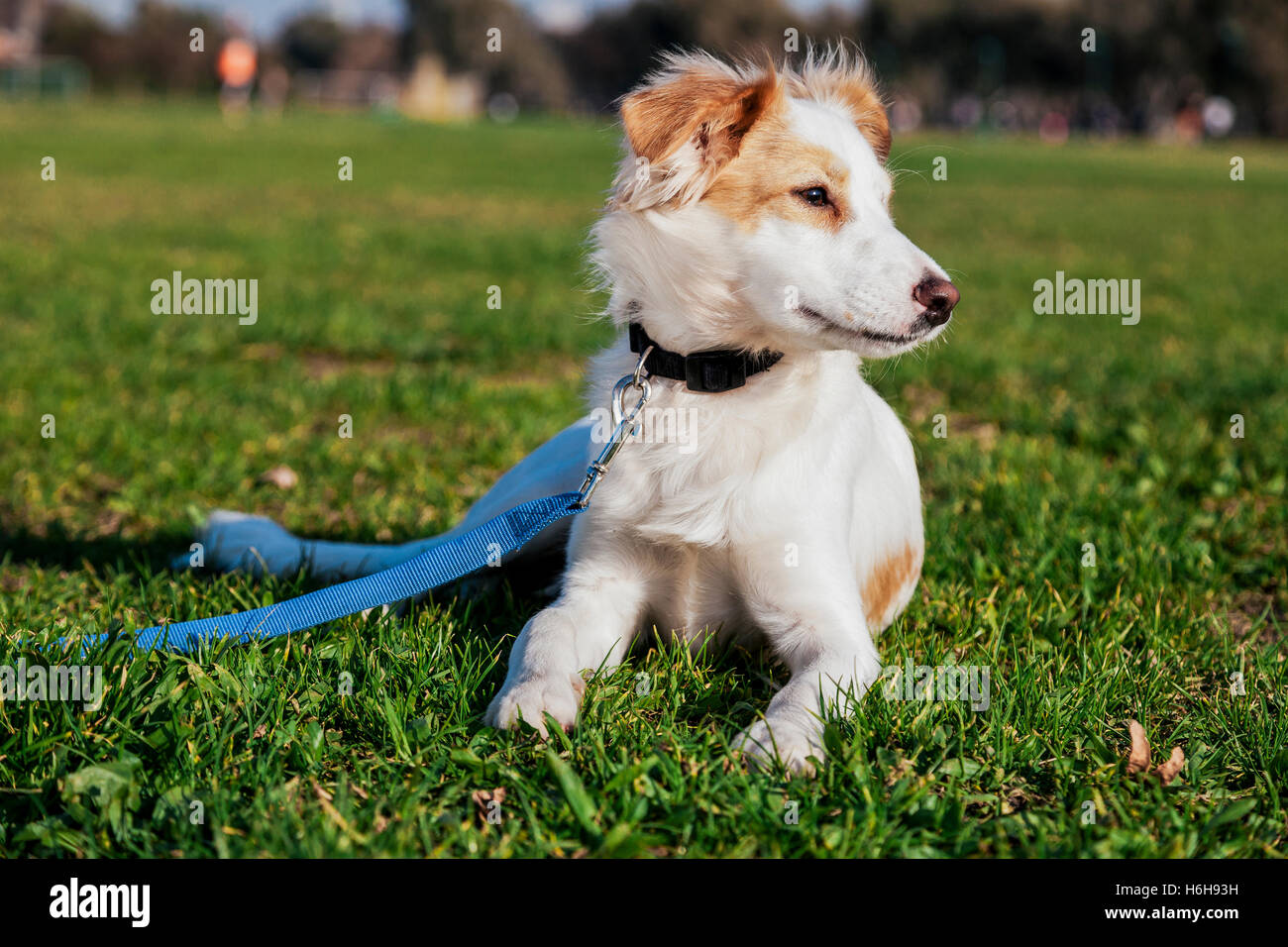 Porträt von einem Mischling Hund sitzt in einem städtischen Park. Stockfoto