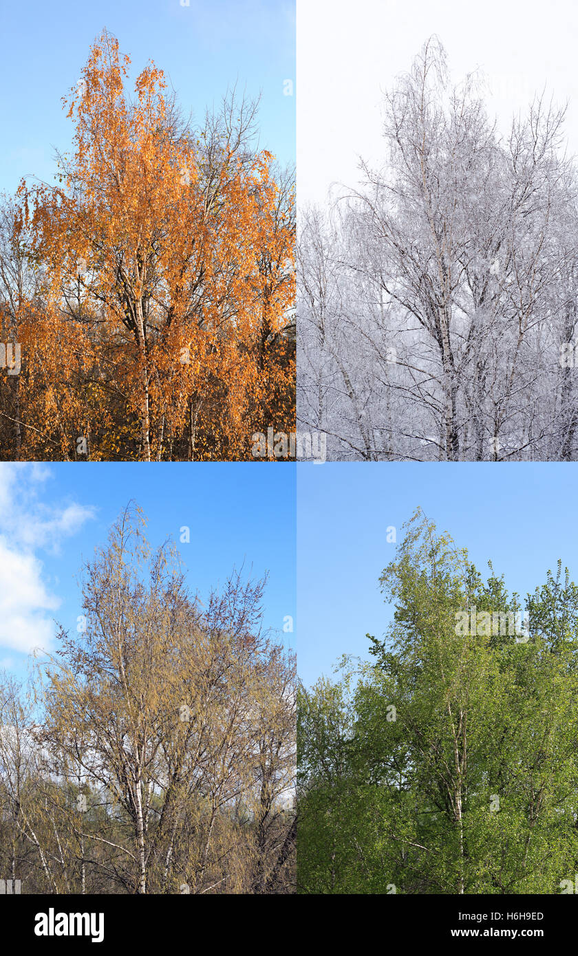 Vier Jahreszeiten. Eine Birke im four Seasons des Jahres Stockfoto
