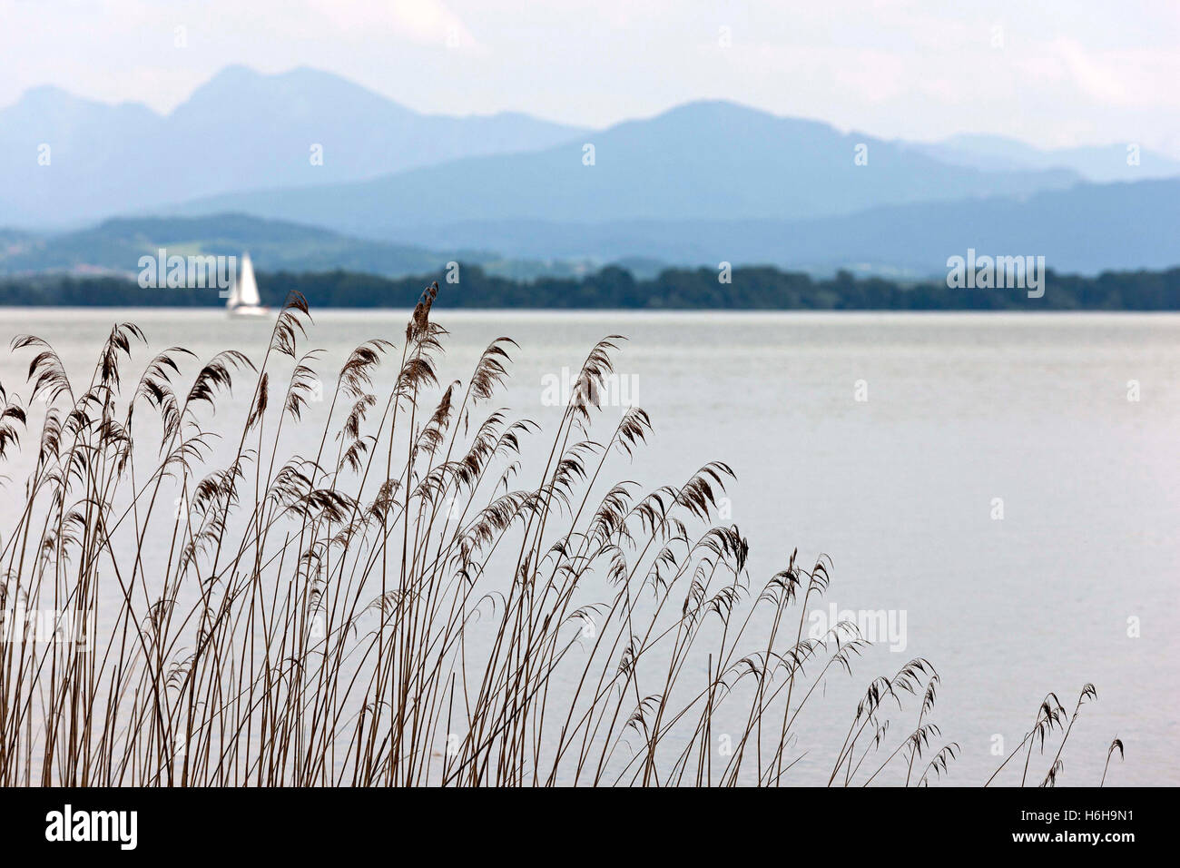 Reed Grass und See, Chiemsee Chiemgau Oberbayern Deutschland Europa Stockfoto