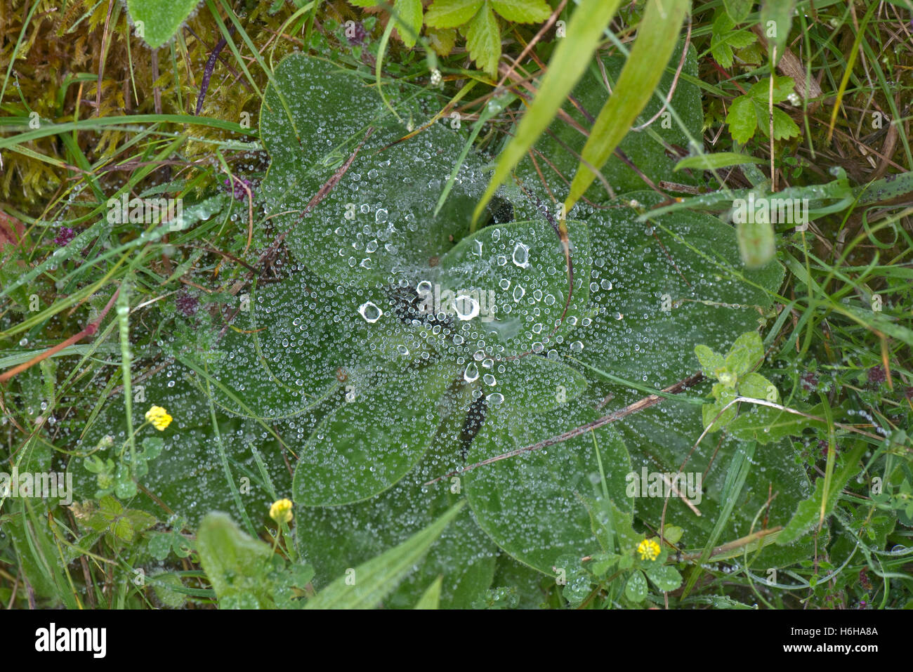 Web einer Labarynth Spinne, Agelena Labarynthica, in einer Kreide-Grube mit Tröpfchen des Regens, Hampshire, Mai Stockfoto